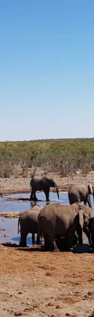 Mittagsruhe im Halali Camp